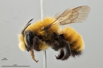 Media type: image;   Entomology 786060 Aspect: habitus lateral view